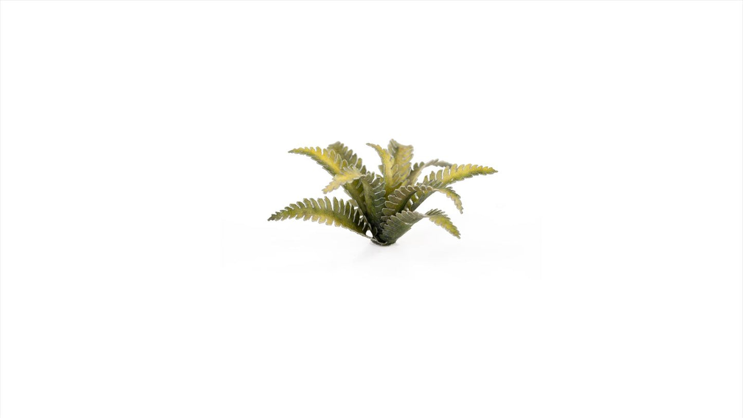 Gamers Grass - Deer Fern
