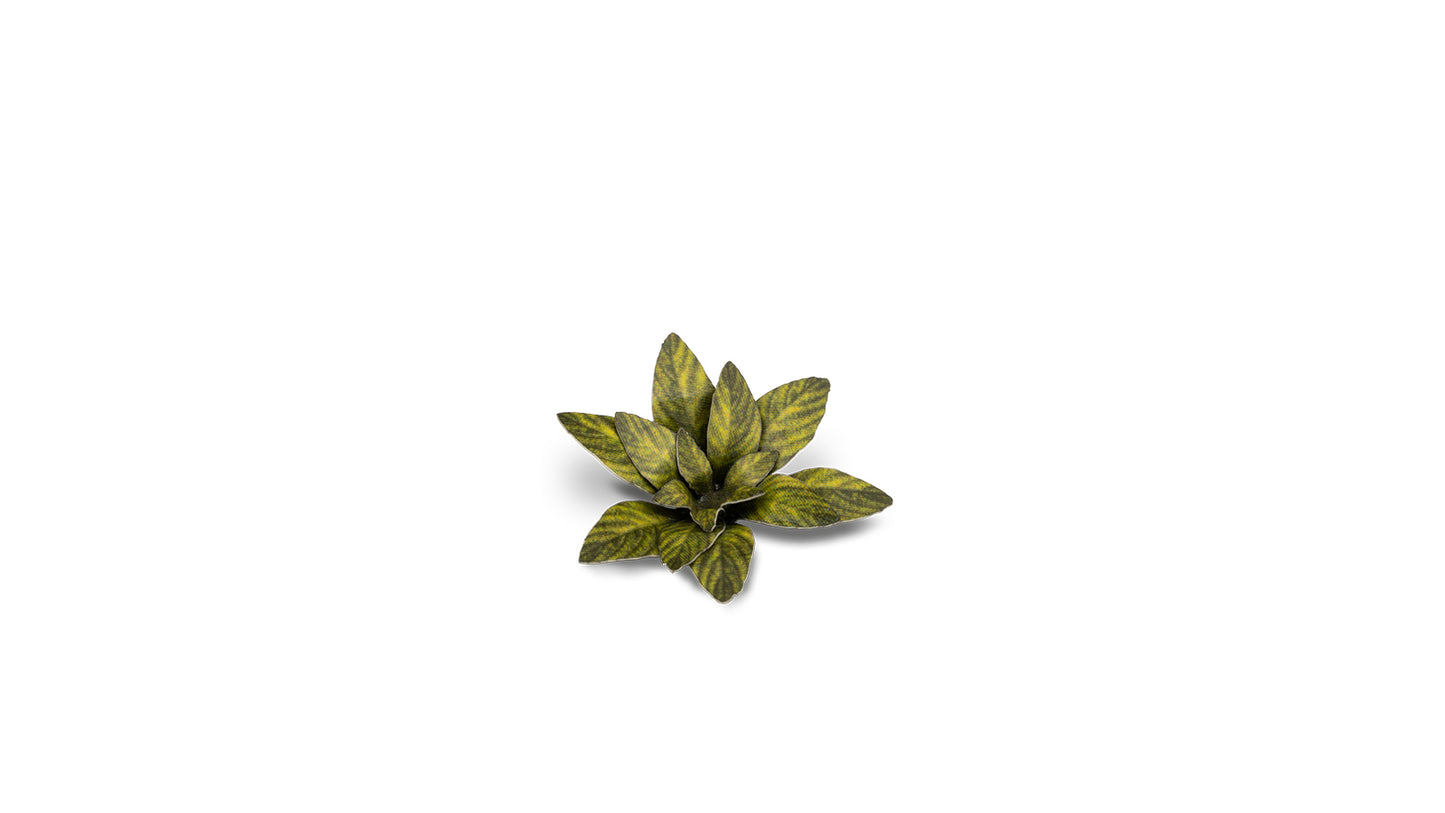 Gamers Grass - Dumb Cane