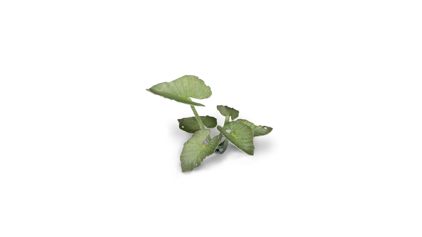 Gamers Grass - Elephant Ear