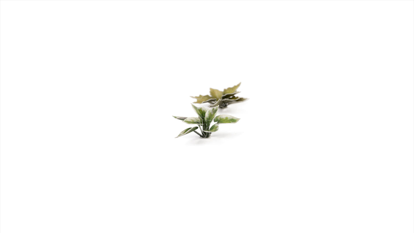 Gamers Grass - Plantain Lily