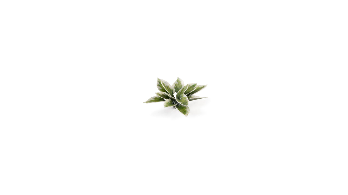 Gamers Grass - Plantain Lily