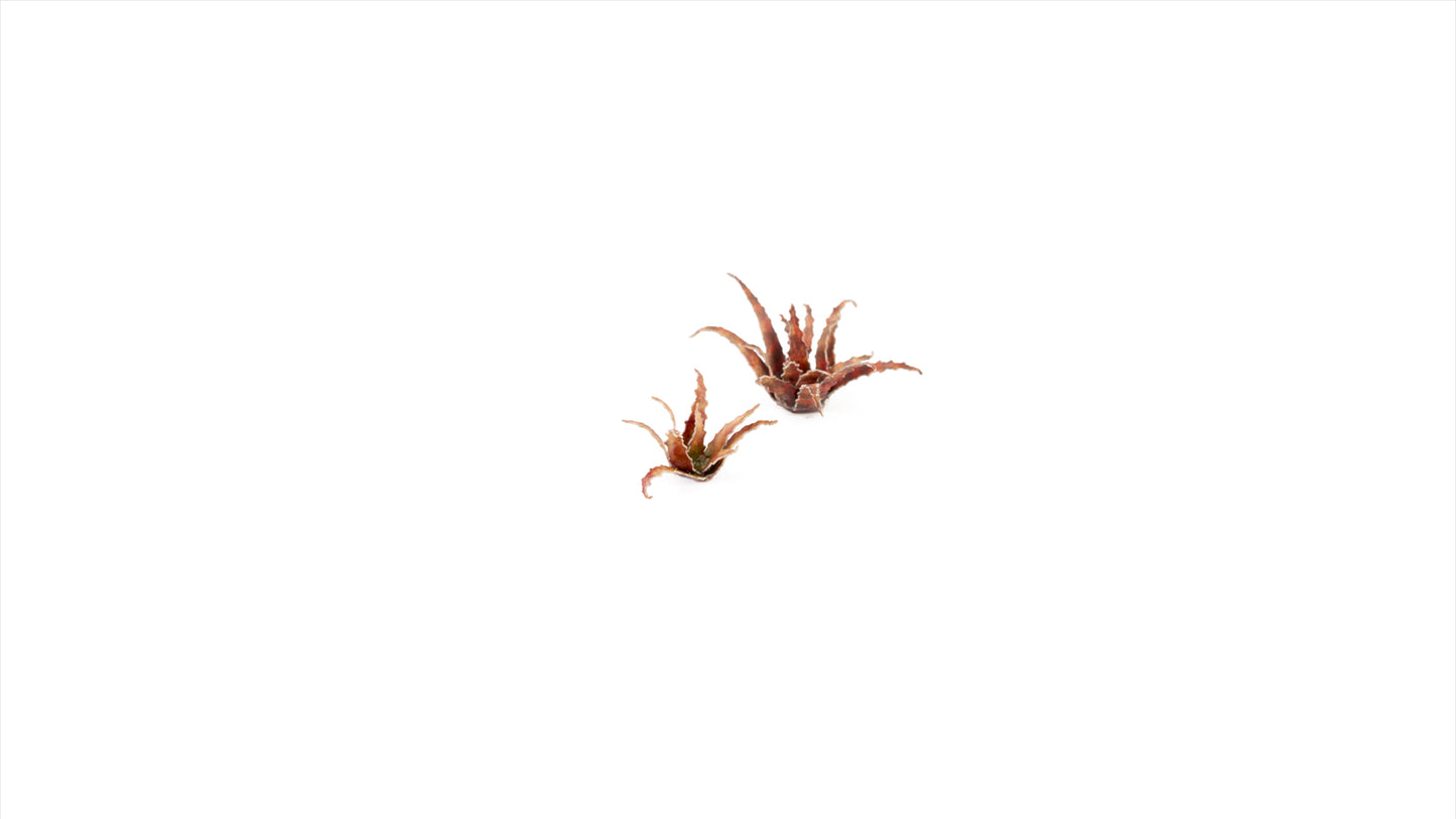 Gamers Grass - Red Aloe