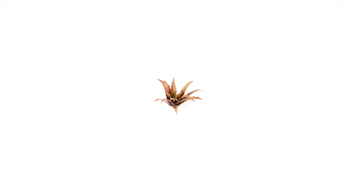 Gamers Grass - Red Aloe