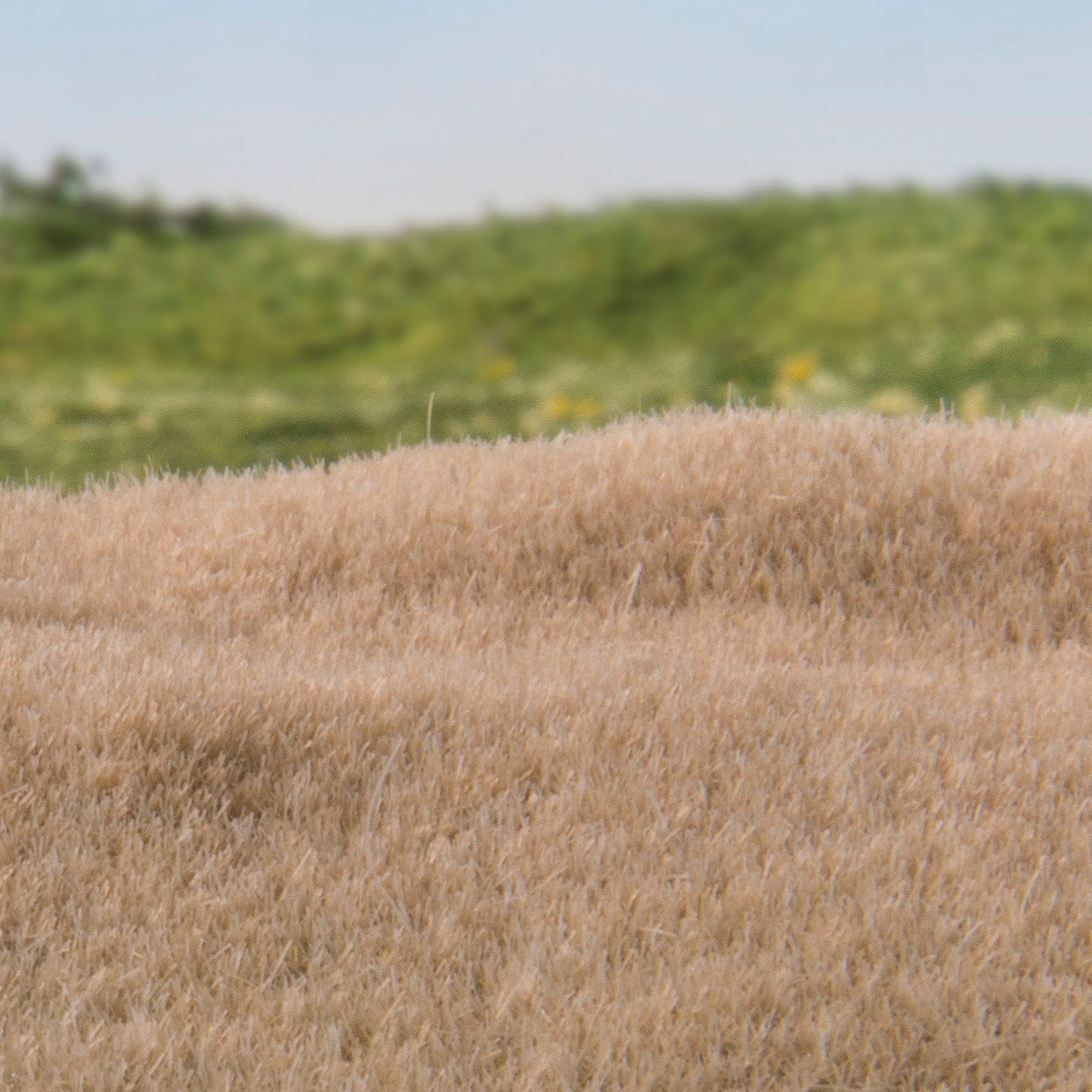 Woodland Scenics - Field System - Static Grass - Straw 2mm