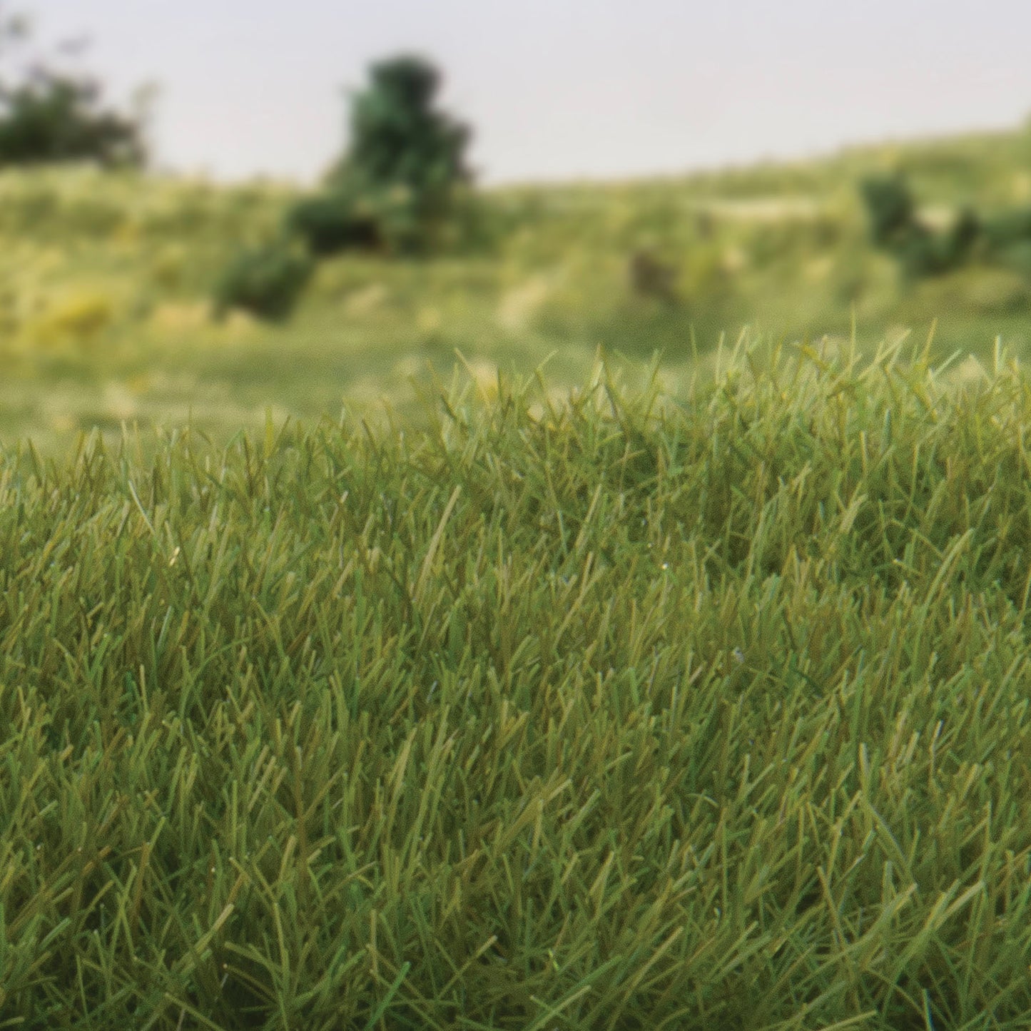 Woodland Scenics - Field System - Static Grass - Dark Green 7mm