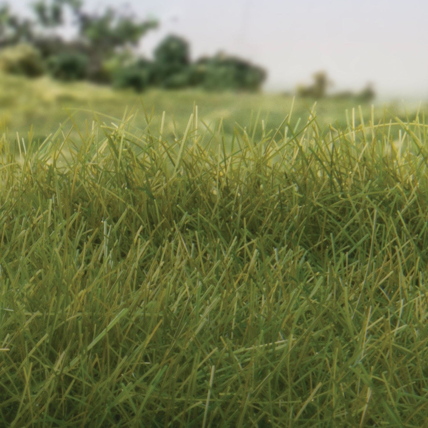 Woodland Scenics - Field System - Static Grass - Dark Green 12mm