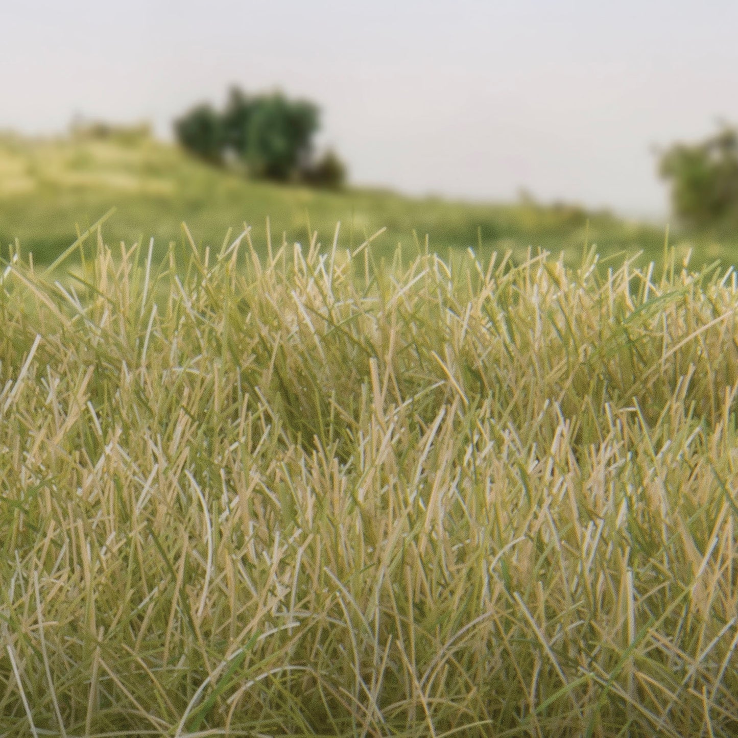 Woodland Scenics - Field System - Static Grass - Light Green 12mm