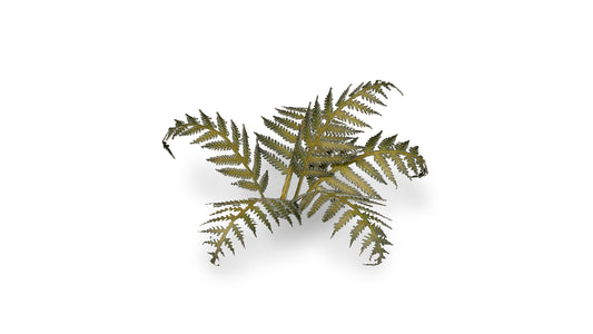 Gamers Grass - Bracken