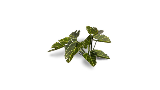 Gamers Grass - Elephant Ear